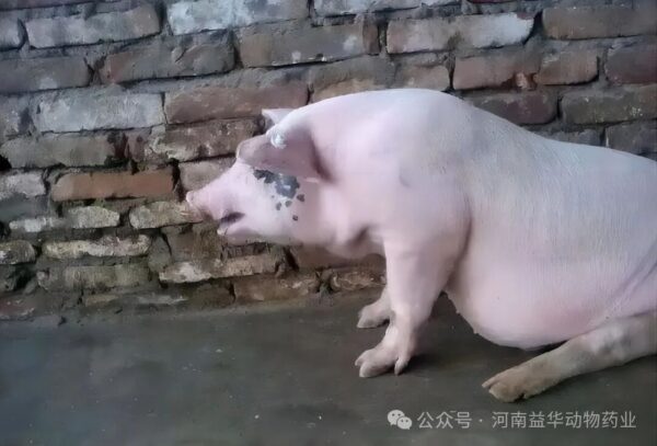 猪气喘病怎么治疗？猪气喘病用什么药？