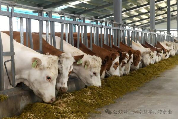 牛不吃草、不倒嚼(反刍)怎么办? 3 牛不吃草、不倒嚼(反刍)怎么办?